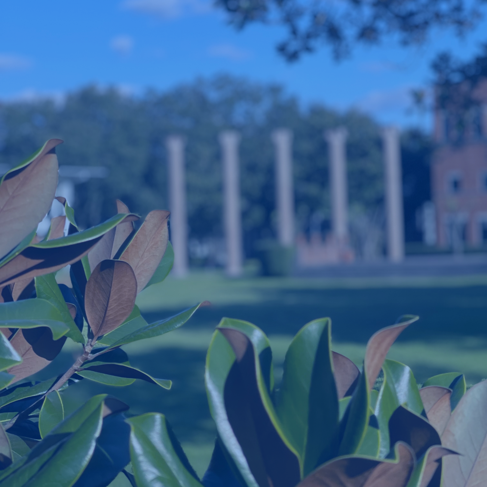 Grow - Learn about HBU, Traditions and MORE!